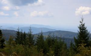 Lage der Wälder in Baden-Württemberg ist besorgniserregend