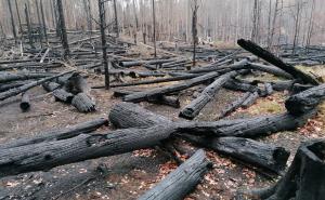 WALDBRANDSCHUTZ – mehr als nur Wald- und ­Vegetationsbrandbekämpfung