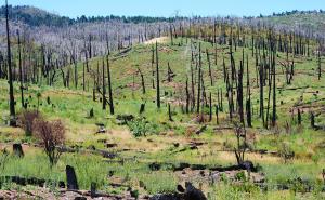 Waldbrandstatistik 2022: Fläche der Größe Borkums verbrannt