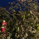 Blockierte Straße durch einen Baum in Ittenbach