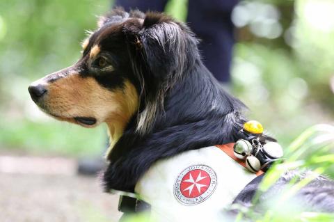 Der Hund vor seinem Einsatz bei der Suche nach einer vermissten Person.