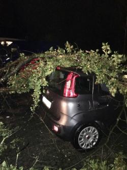 Ein PKW wurde von einem umgestürzten Baum schwer beschädigt