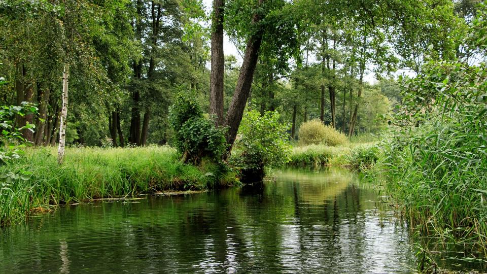 Kanal im Spreewald: Der Braunkohleausstieg stellt die Spree vor große...