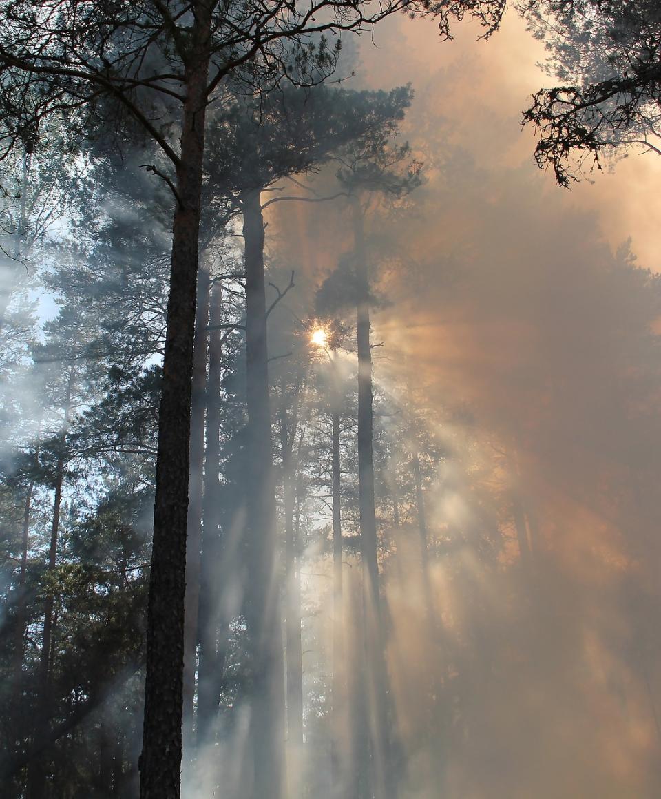 Waldbrände werden auch in Deutschland häufiger