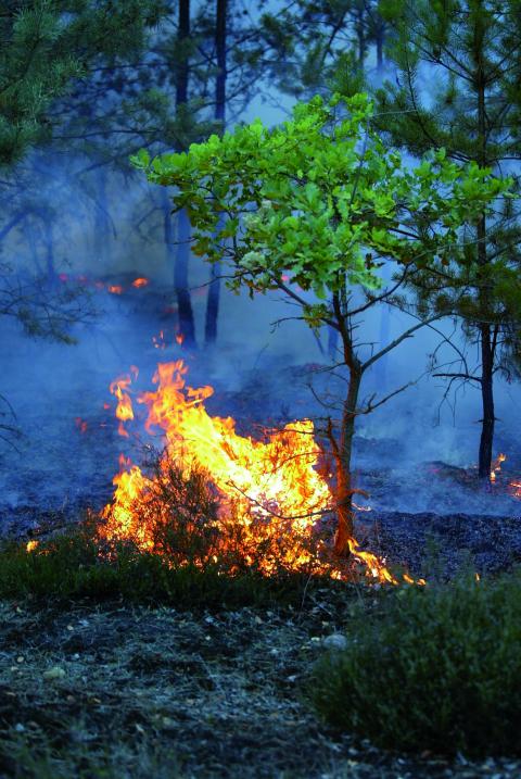 Brandenburg kommt es immer wieder zu großen Waldbränden.