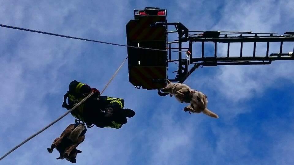 Eine Hundestaffel im Rettungseinsatz.
